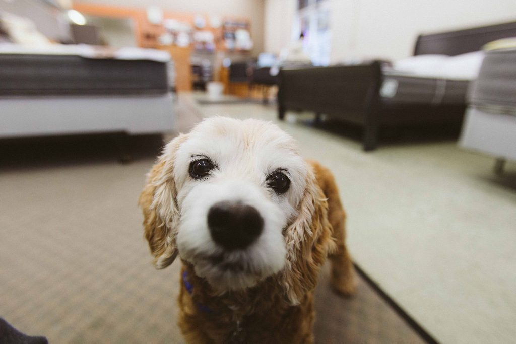 A cute puppy at STL Beds