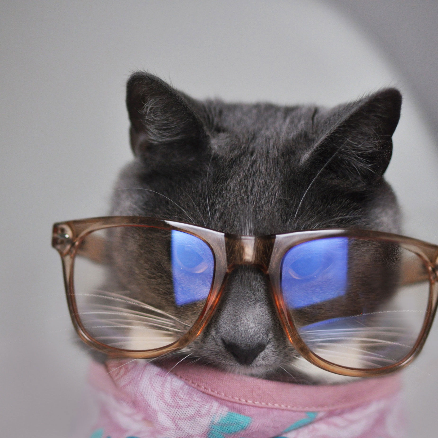 Brenna's pet cat with a pair of oversized glasses on it's face