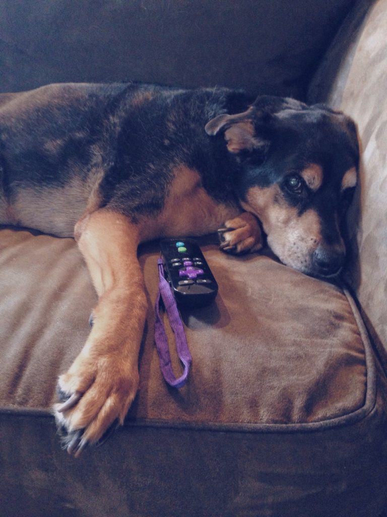 Dog napping on couch. The Effects Of ’Cord-Cutters’ On Advertising.