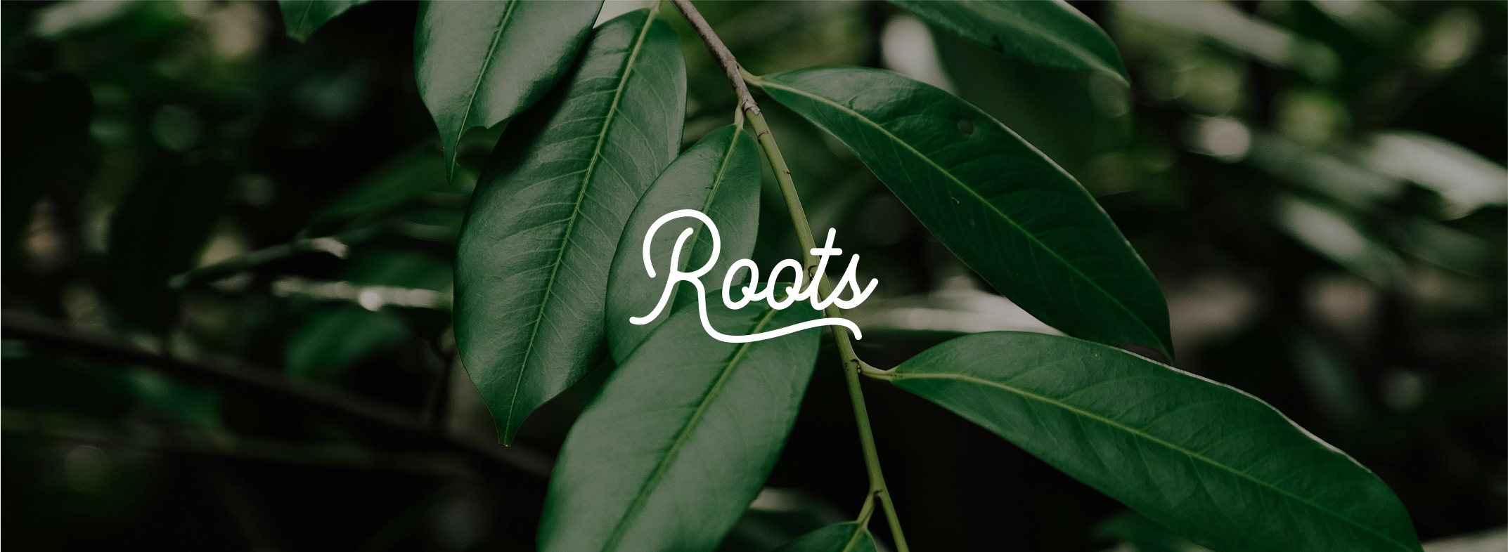 Roots Tree Service Website Rebuild